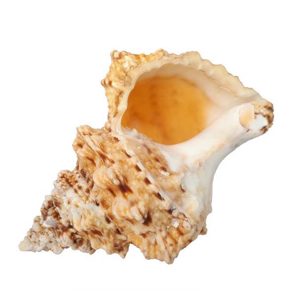 حلزون تزیینی مدل snail01 سایز فوق بزرگ
