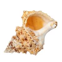 حلزون تزیینی مدل snail01 سایز فوق بزرگ