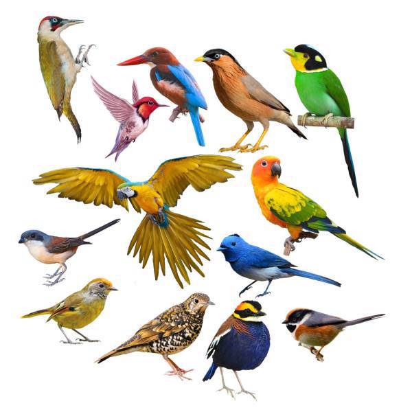 استیکر ژیوار طرح پرندگان زیبا، Zhivar Beautiful Birds Sticker