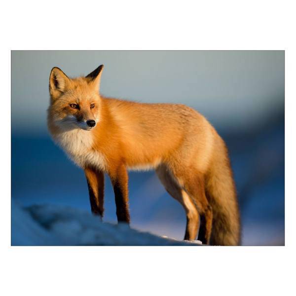 تابلو شاسی ونسونی طرح Nice Fox سایز 50x70 سانتی متر، Wensoni Nice Fox Chassis Size 50 x 70 Cm