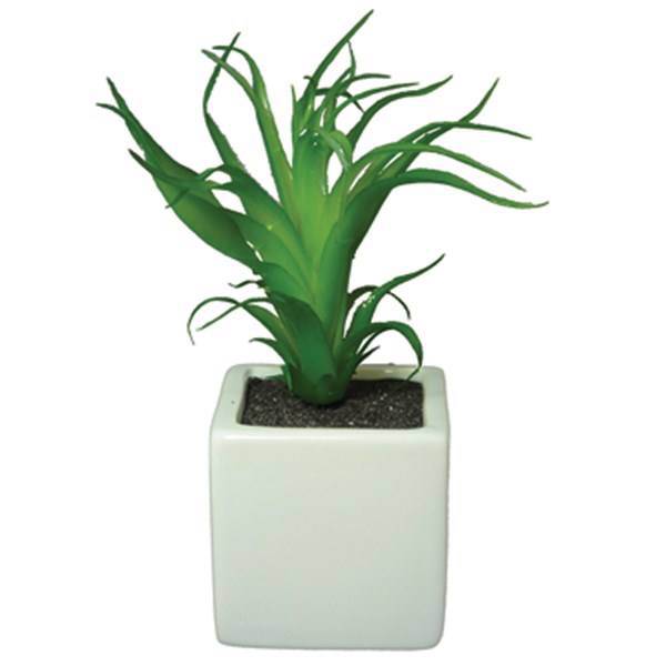 کاکتوس تزیینی آزا ساکولنت کد 13، Asa Decorative Sakkulente Cactus 13