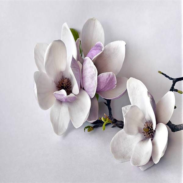 پوستر دیواری سه بعدی لوتوس مدل LW101