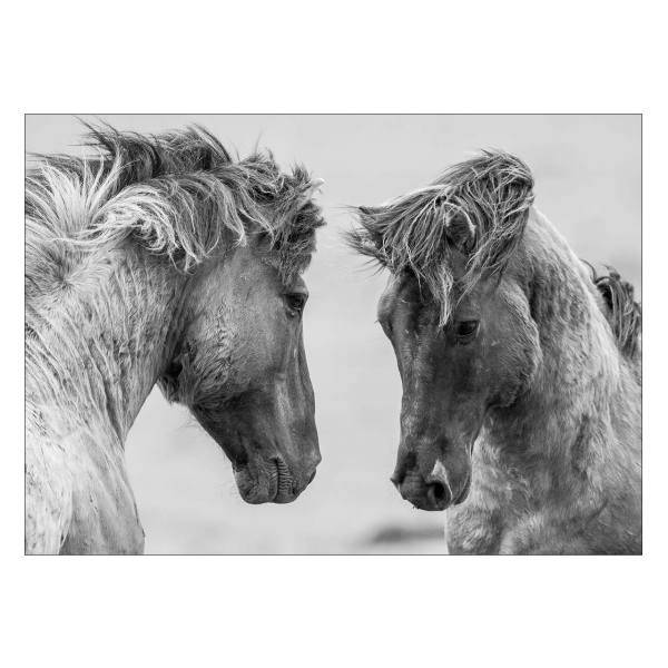 تابلوی ونسونی طرح Gray Horses سایز 50x70، Wensoni Gray Horses Chassis 50x70