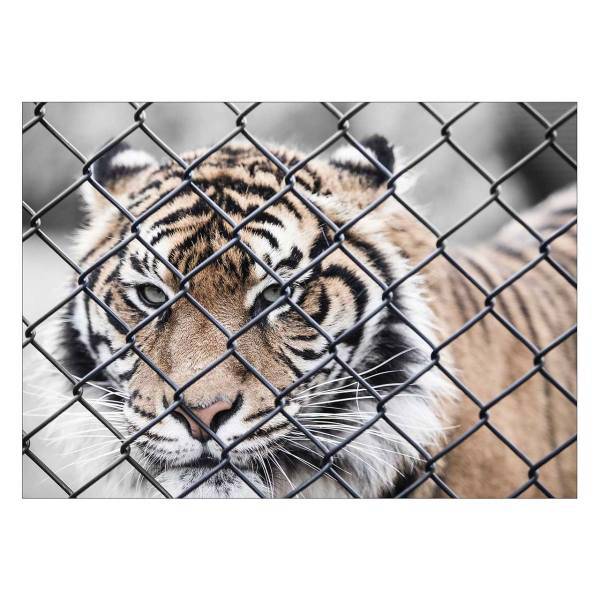 تابلو شاسی ونسونی طرح Tiger In Cage سایز 30x40 سانتی متر، Wensoni Tiger In Cage Chassis 40 x 30