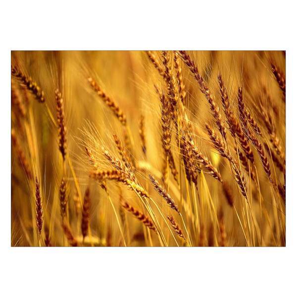 تابلو شاسی ونسونی طرح Wheat سایز 50x70 سانتی متر، Wensoni Wheat Chassis Size 50 x 70 Cm