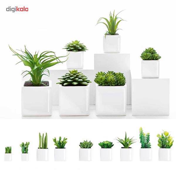 کاکتوس کوچک تزیینی آزا ساکولنت کد 9، Asa Decorative Mini Sakkulente Cactus 9