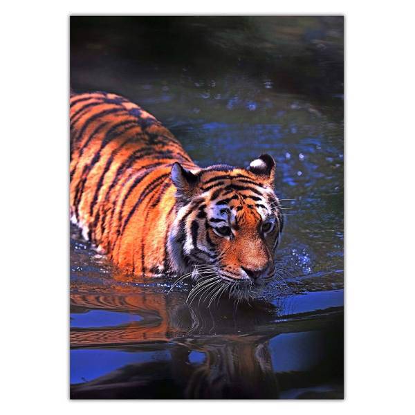 تابلو شاسی ونسونی طرح Swimming Tiger سایز 50x70 سانتی متر، Wensoni Swimming Tiger Chassis Size 50 x 70 Cm