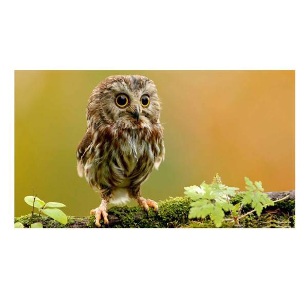 تابلو شاسی نقره ترمه مدل A23