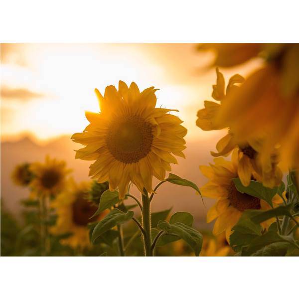 تابلو شاسی آرت پرینت مدل 50704 سایز 50×70 سانتی متر