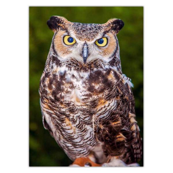 تابلو شاسی ونسونی طرح Owl Looking سایز 50x70 سانتی متر، Wensoni Owl Looking Chassis Size 50 x 70 Cm