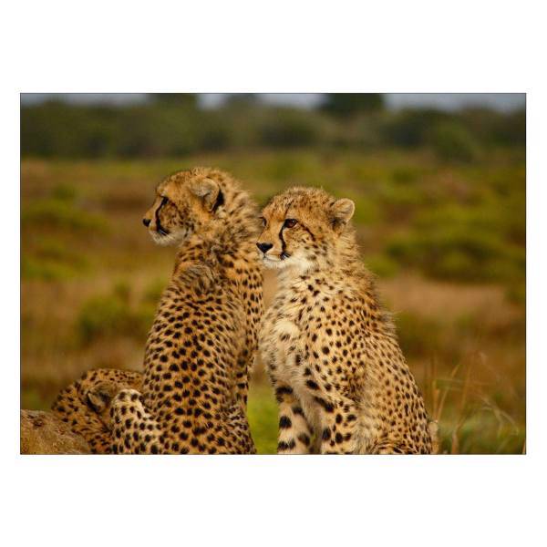 تابلو شاسی ونسونی طرح Chitta Babies سایز 50 × 70 سانتی متر، Wensoni Chitta Babies Chassis Size 50 x 70 Cm