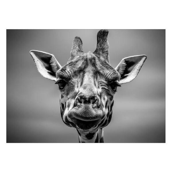 تابلو شاسی ونسونی طرح Frail Giraffe سایز 50x70 سانتی متر، Wensoni Frail Giraffe Chassis Size 50 x 70 Cm