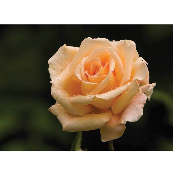 تابلو شاسی آکو طرح Flower 3 سایز 40 × 28 سانتی متر، Ako Flower 3 Chassis Size 40 x 28 CM