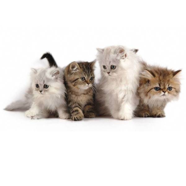 تابلو شاسی آکو طرح 2 Cat سایز 20x28 سانتی متر، Ako Cat 2 Chassis Size 20 x 28