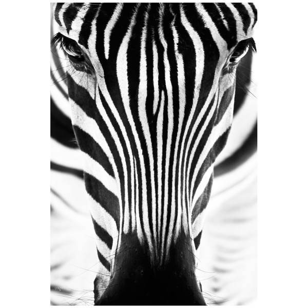 تابلو شاسی نوآوران کد SH50، Noavaran SH50 Tableau