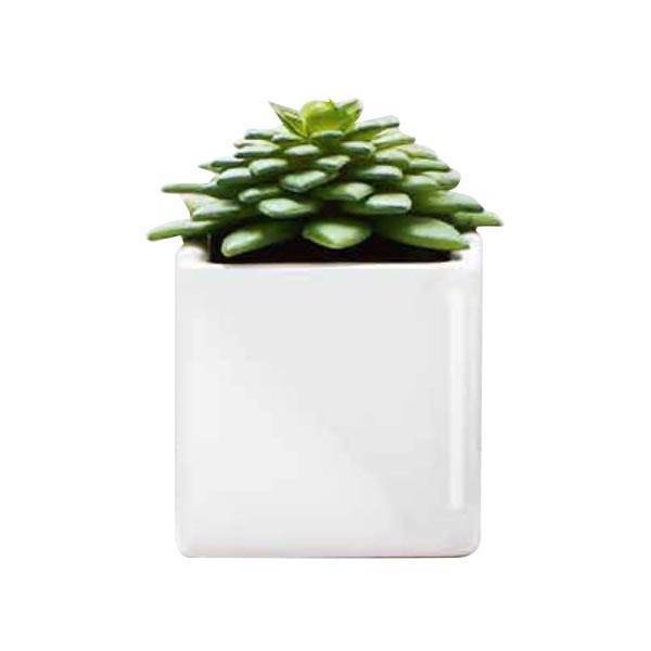 کاکتوس تزیینی آزا ساکولنت کد 14، Asa Decorative Sakkulente Cactus 14