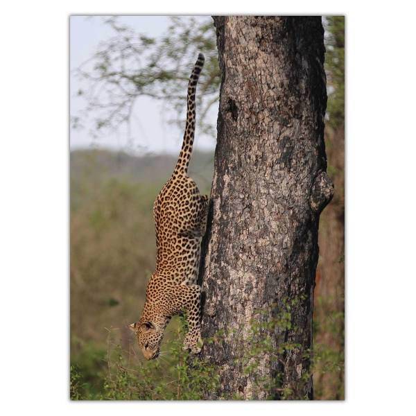 تابلو شاسی ونسونی طرح Jaguar On Tree سایز 50x70 سانتی متر، Wensoni Jaguar On Tree Chassis Size 50 x 70 Cm