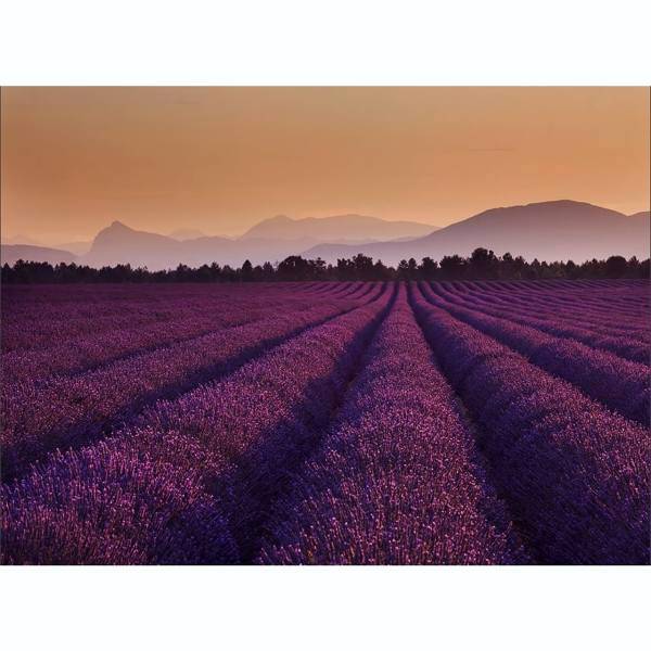 کاغذ دیواری 4 تکه 1وال مدل Lavender-001، 1Wall Lavender-001 Wallpaper Giant