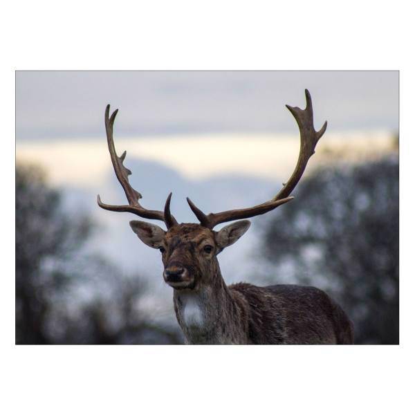 تابلو شاسی ونسونی طرح Old Deer سایز 50x70 سانتی متر، Wensoni Old Deer Chassis Size 50 x 70 Cm