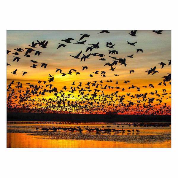 تابلو شاسی ونسونی طرح Birds سایز 50 × 70 سانتی متر، Wensoni Birds Chassis Size 50 x 70 Cm