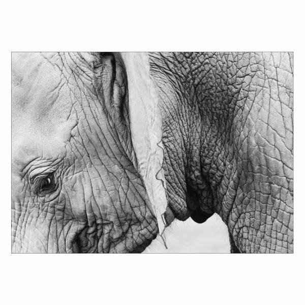 تابلو شاسی ونسونی طرح Tired Elephant سایز 50x70 سانتی متر، Wensoni Tired Elephant Chassis Size 50 x 70 Cm