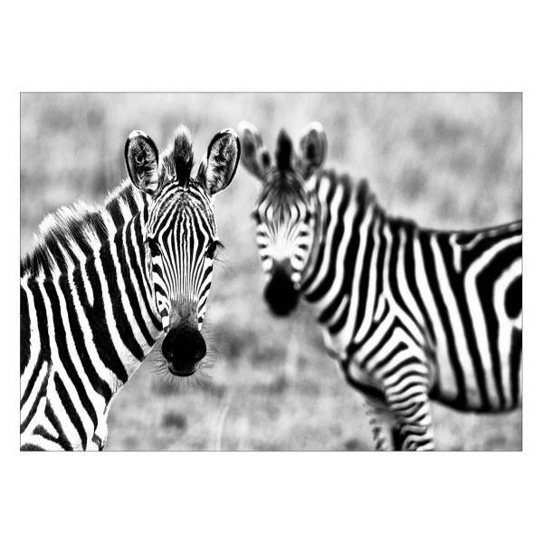 تابلو شاسی ونسونی طرح Astonished Zebras سایز 50 × 70 سانتی متر، Wensoni Astonished Zebras Chassis Size 50 x70 Cm