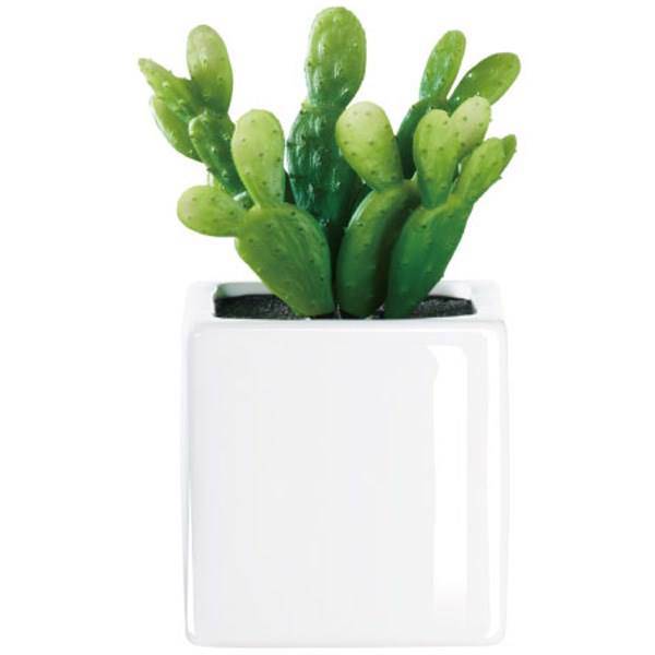 کاکتوس تزیینی آزا ساکولنت کد 2 مدل 1، Asa Decorative Sakkulente Cactus 2 Model 1