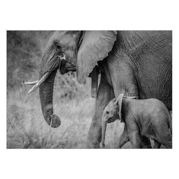 تابلو شاسی ونسونی طرح Elephant Tiredness سایز 50x70 سانتی متر، Wensoni Elephant Tiredness Chassis Size 50 x 70 Cm