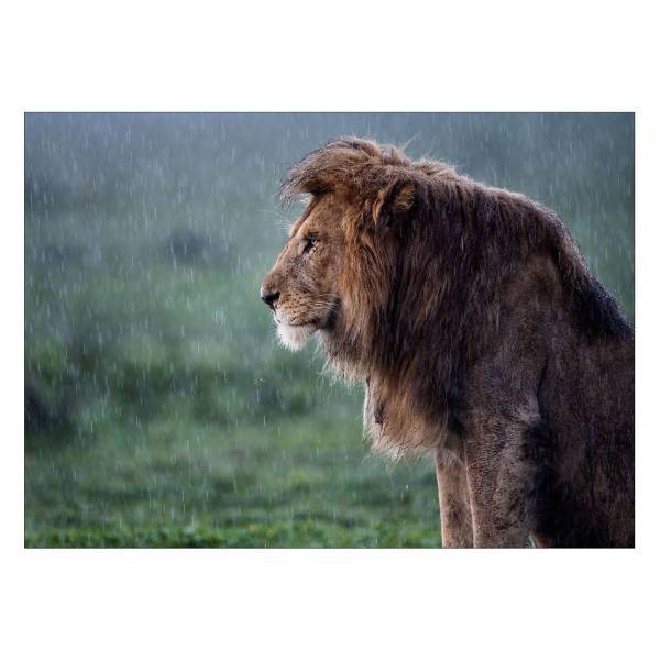 تابلو شاسی ونسونی طرح Lion Under The Rain سایز 50x70 سانتی متر، Wensoni Lion Under The Rain Chassis Size 50 x 70 Cm