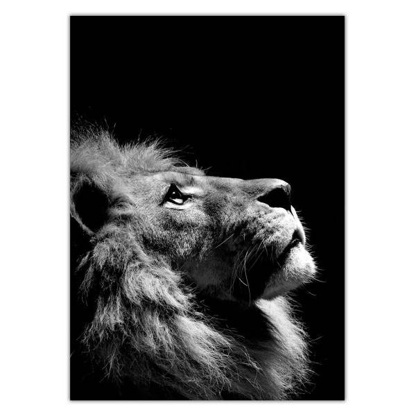 تابلو شاسی ونسونی طرح Disappointed Lion سایز 50 × 70 سانتی متر، Wensoni Disappointed Lion Chassis Size 50 x 70 Cm