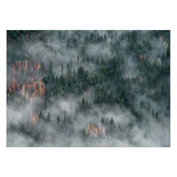 تابلو شاسی ونسونی طرح Cloudy Jungle in Fall سایز 50x70 سانتی متر، Wensoni Cloudy Jungle in Fall Chassis Size 50 x 70 Cm