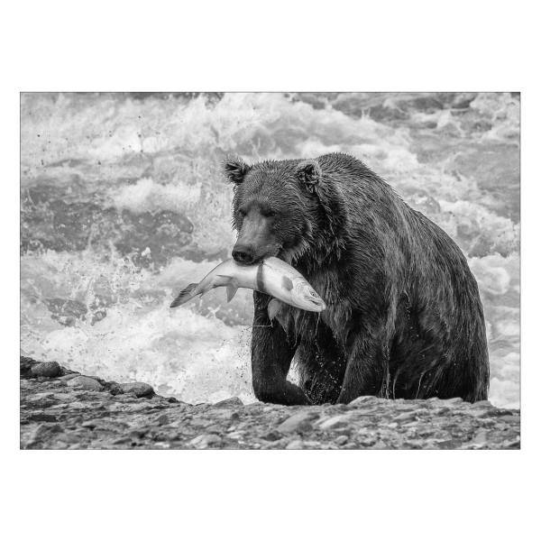 تابلو شاسی ونسونی طرح Bear The Hunter سایز 50x70 سانتی متر، Wensoni Bear The Hunter Chassis Size 50 x 70 Cm