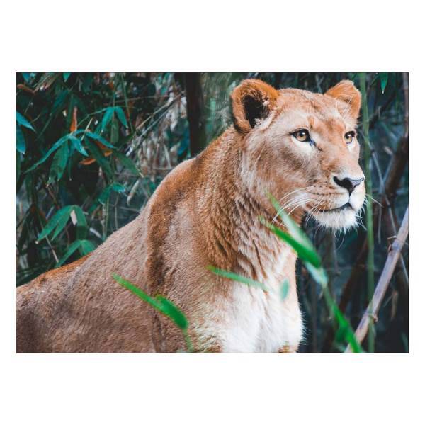 تابلو شاسی ونسونی طرح Watchful Lion Mom سایز 50x70 سانتی متر، Wensoni Watchful Lion Mom Chassis Size 50 x 70 Cm