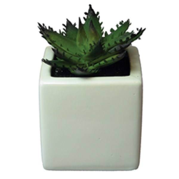 کاکتوس تزیینی آزا ساکولنت کد 9، Asa Decorative Sakkulente Cactus 9