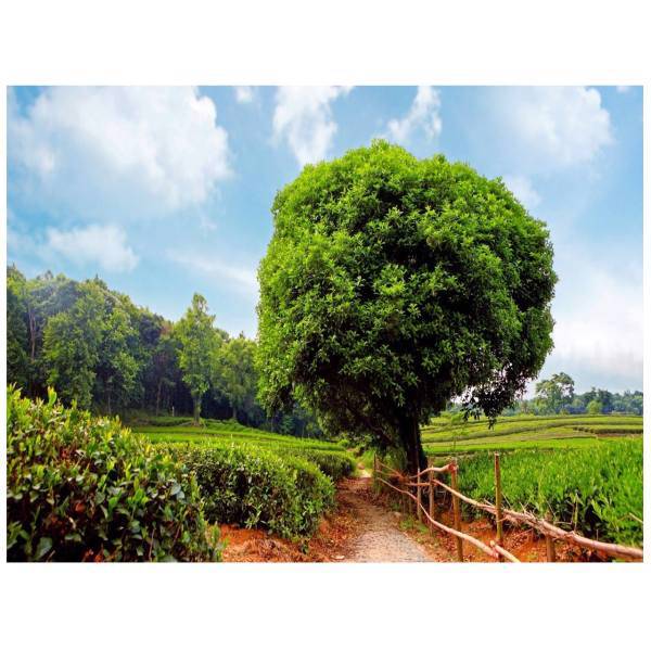 تابلو شاسی مِسترچاپ کد 1025، Mr.chap Chassis board No.1025