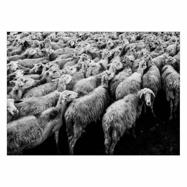 تابلو شاسی ونسونی طرح Sheeps Flocks سایز 50x70 سانتی متر، Wensoni Sheeps Flocks Chassis Size 50 x 70 Cm