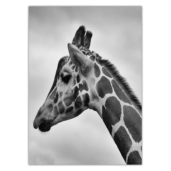تابلو شاسی ونسونی طرح Giraffe Squinting سایز 50x70 سانتی متر، Wensoni Giraffe Squinting Chassis Size 50 x 70 Cm