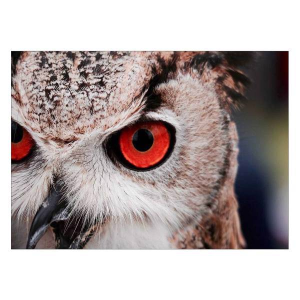 تابلو شاسی ونسونی طرح Red Eye Owl سایز 50x70 سانتی متر، Wensoni Red Eye Owl Chassis Size 50 x 70 Cm