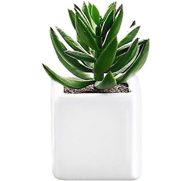 کاکتوس کوچک تزیینی آزا ساکولنت کد 10، Asa Decorative Mini Sakkulente Cactus 10