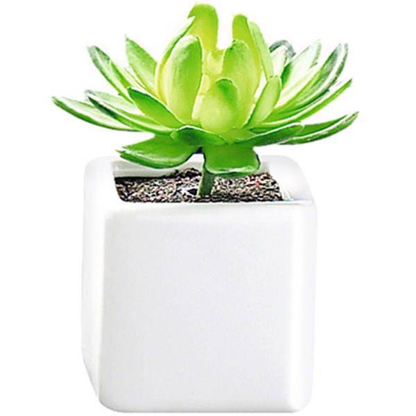 کاکتوس کوچک تزیینی آزا ساکولنت کد 12 مدل 1، Asa Decorative Mini Sakkulente Cactus 12 Model 1