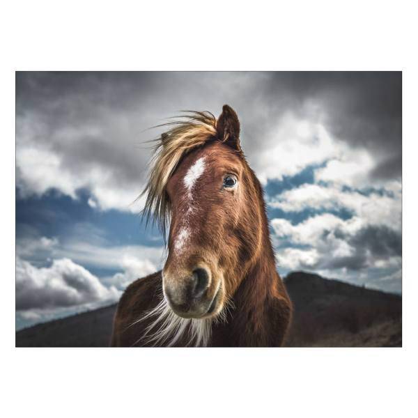 تابلو شاسی ونسونی طرح Coquettish Horse سایز 50 × 70 سانتی متر، Wensoni Coquettish Horse Chassis Size 50 x 70 Cm