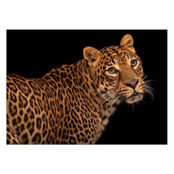 تابلو شاسی ونسونی طرح Coquettish Leopard سایز 30 × 40 سانتی متر، Wensoni Coquettish Leopard Chassis 40 x 30
