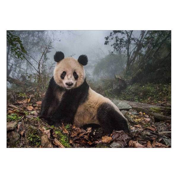 تابلو شاسی ونسونی طرح Alone Panda سایز 50 × 70، Wensoni Alone Panda Chassis Size 50 x 70 cm
