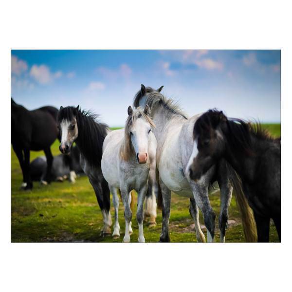 تابلو شاسی ونسونی طرح Black and White Horses سایز 50x70 سانتی متر، Wensoni Black and White Horses Chassis Size 50 x 70 Cm