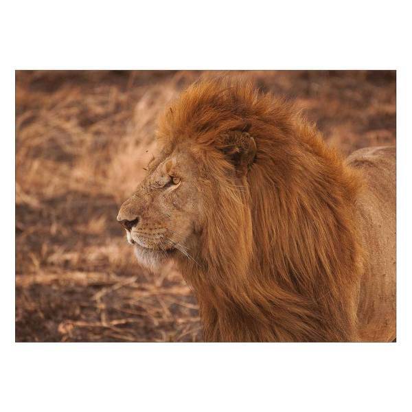 تابلو شاسی ونسونی طرح Angry Lion سایز 50 × 70 سانتی متر، Wensoni Angry Lion Chassis Size 50 x 70 Cm