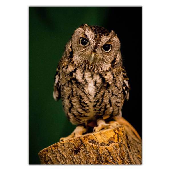 تابلو شاسی ونسونی طرح Baby Owl سایز 50 × 70 سانتی متر، Wensoni Baby Owl Chassis Size 50 x 70 Cm
