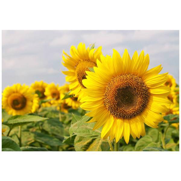 تابلو شاسی نوآوران کد SH19، Noavaran SH19 Tableau