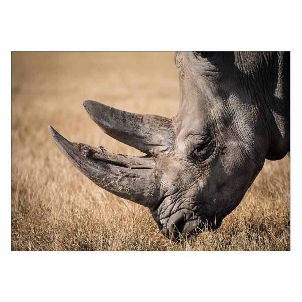 تابلو شاسی ونسونی طرح Rhinoceros Eating سایز 50x70 سانتی متر، Wensoni Rhinoceros Eating Chassis Size 50 x 70 Cm