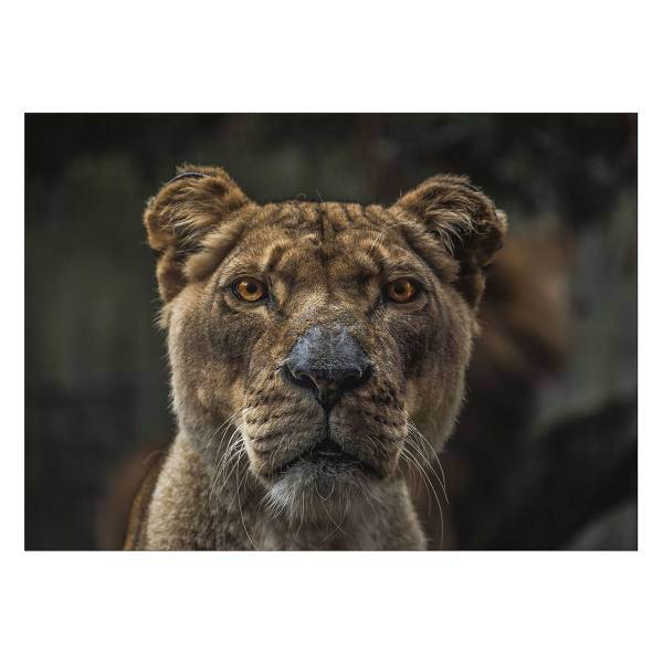 تابلو شاسی ونسونی طرح Amazed Female Lion سایز 50 × 70 سانتی متر، Wensoni Amazed Female Lion Chassis Size 50 x70 Cm