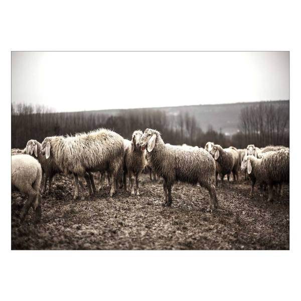 تابلو شاسی ونسونی طرح Sheeps Grazing سایز 50x70 سانتی متر، Wensoni Sheeps Grazing Chassis Size 50 x 70 Cm